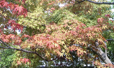 芦城公園の紅葉