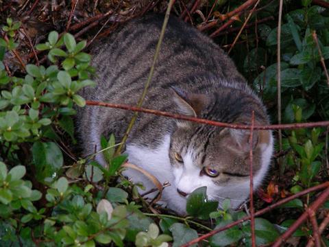 茂みに潜む猫さん