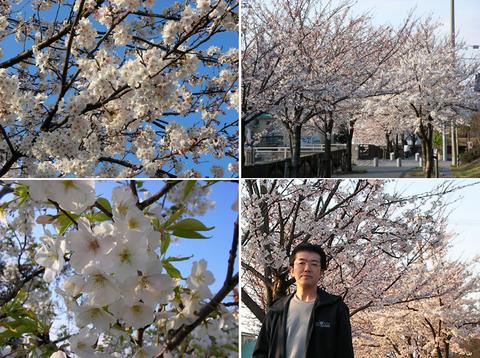 御経塚の桜