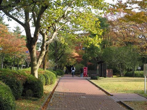 美術館前の並木道