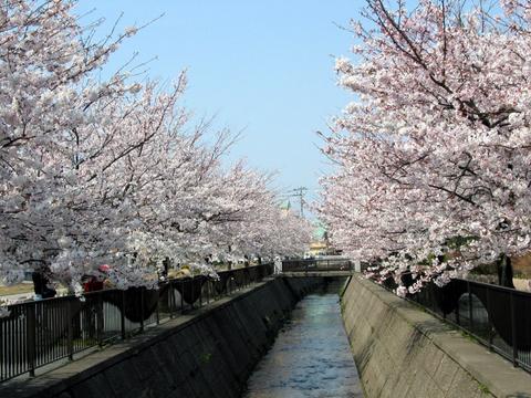 御経塚馬場川の桜