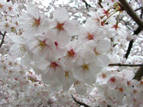 桜満開の芦城公園