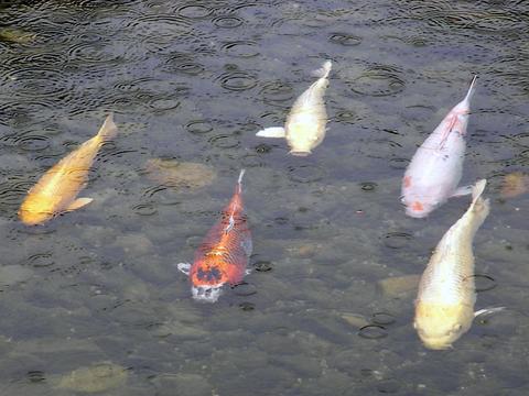 芦城公園の鯉