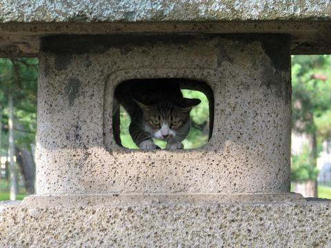 芦城公園の猫さん