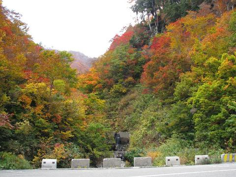 白山スーパー林道の紅葉