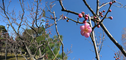 芦城公園の梅