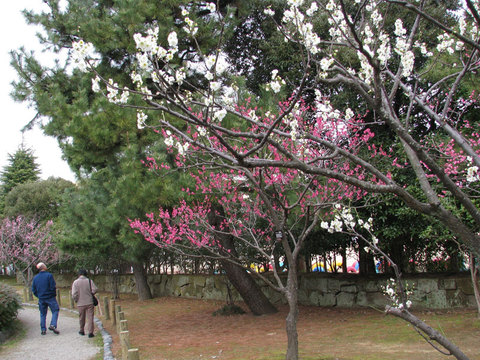 芦城公園の梅