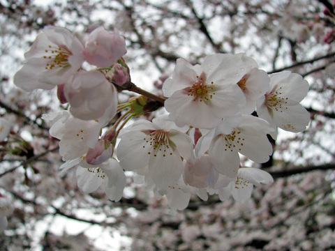芦城公園の桜