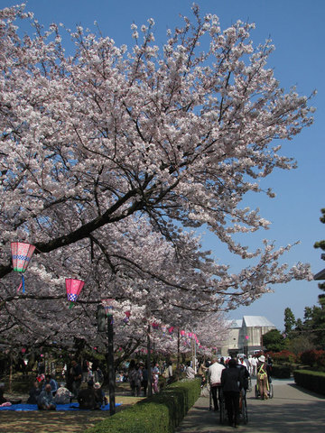 芦城公園の桜