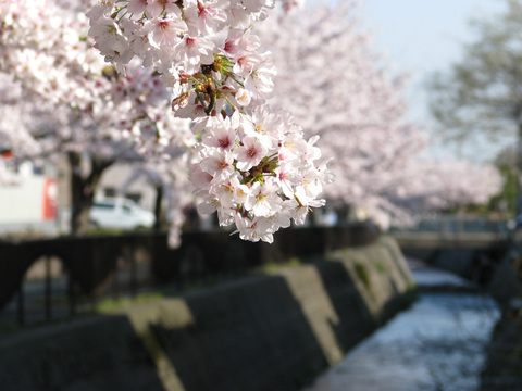 御経塚馬場川の桜